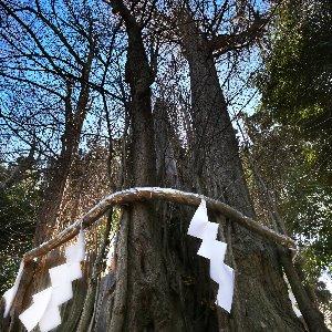 大國魂神社　結婚式場 樹齢1000年以上経つご神木