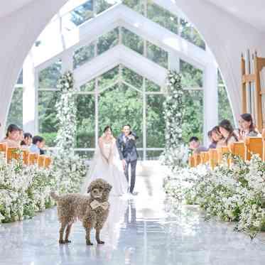 リングドッグもOK