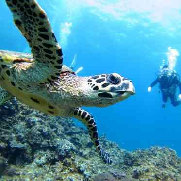 セントレジェンダOKINAWA(CENTLEGENDA OKINAWA) 様々なマリンレジャーが楽しめるアラハビーチも会場からすぐそこ