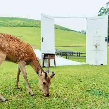 THE HILLTOP TERRACE NARA(ザ・ヒルトップテラス奈良) 想い出に残るここだけの挙式を・・・