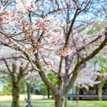 春は300本のソメイヨシノが咲き誇り結婚式を彩ってくれる