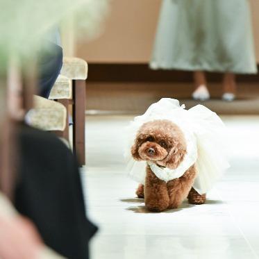 インフィニート 名古屋<エルフラットグループ> 先輩カップル実例
大好きなペットと一緒にご結婚式
リングドッグ