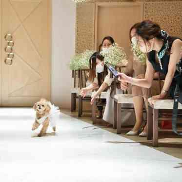 インフィニート 名古屋<エルフラットグループ> 先輩カップル実例
大好きなペットと一緒にご結婚式
リングドッグ