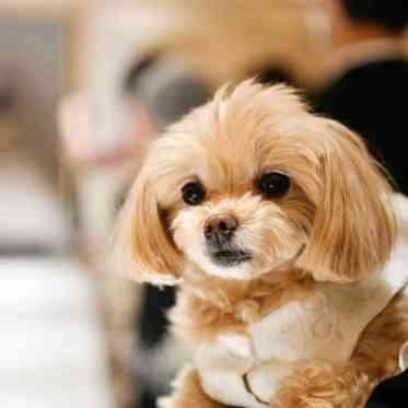 インフィニート 名古屋<エルフラットグループ> 先輩カップル実例
大好きなペットと一緒にご結婚式
ゲスト様と一緒に挙式を♪