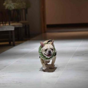 インフィニート 名古屋<エルフラットグループ> 先輩カップル実例
大好きなペットと一緒にご結婚式
リングドッグ