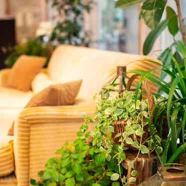 Things Aoyama Organic Garden. dth グリーンを使ったナチュラルコーディネート