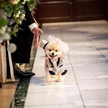 Socia21(ソシア21) 愛犬の入場で心温まる演出も!