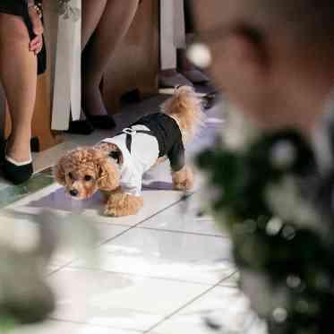 Socia21(ソシア21) リングドッグ