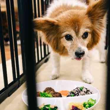 Socia21(ソシア21) ペットご飯