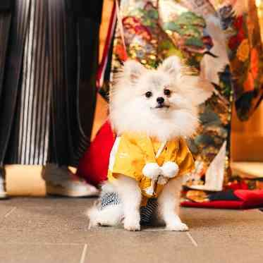 Socia21(ソシア21) 和装もかわいい