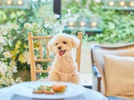 ルシェルブラン表参道 披露宴会場の写真4