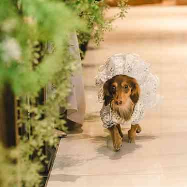 LAZOR GARDEN NAGOYA(ラソール ガーデン 名古屋) リングドックとして愛犬の参加もOK