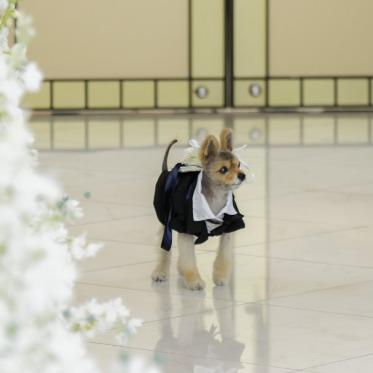 アヴァンセ リアン 大阪 愛するワンちゃんにもお洒落を