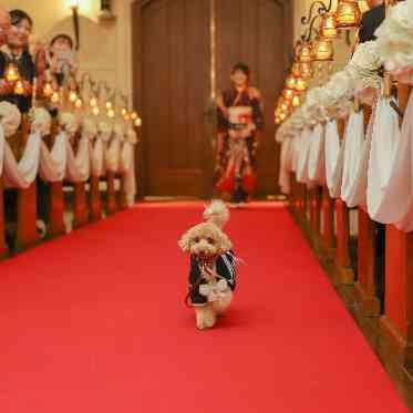 リングドッグも可能です♪