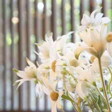 THE HIGASHIYAMA CLUB by HAPPO-EN(旧: 京都祝言 SHU:GEN ) 白を基調としたテイスト