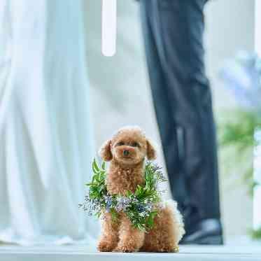 ザ・ペニンシュラ東京 わんちゃんと共に