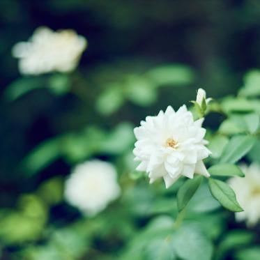 南青山サンタキアラ教会 季節の緑や花々が溢れる中庭
