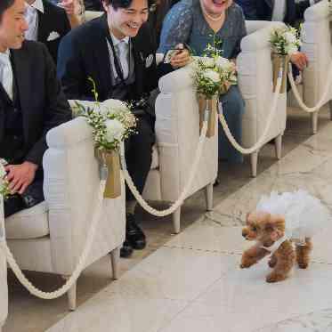 大切な指輪を運ぶのは、大切な家族。おしゃれをして大役を果たします!