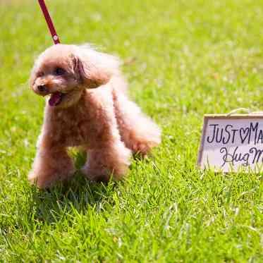 つま恋リゾート 彩の郷 (さいのさと) かわいいペットも一緒