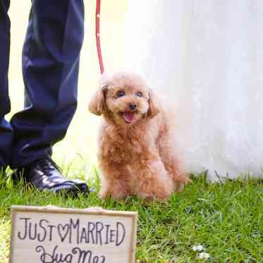 つま恋リゾート 彩の郷 (さいのさと) ワンちゃんと