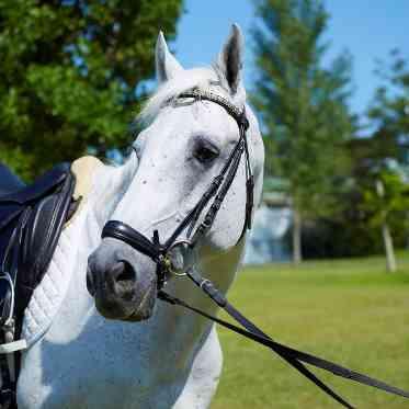 つま恋リゾート 彩の郷 (さいのさと) 馬と
