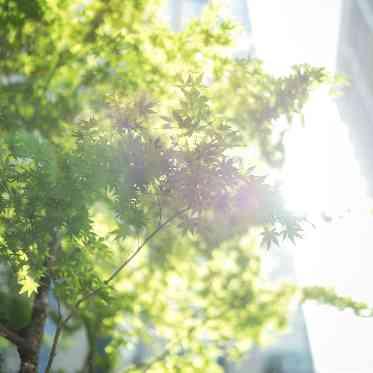 シャングリ・ラ 東京 ホテルを一歩でると四季や歴史を感じられる庭園