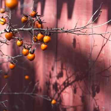 IWAI OMOTESANDO 参道