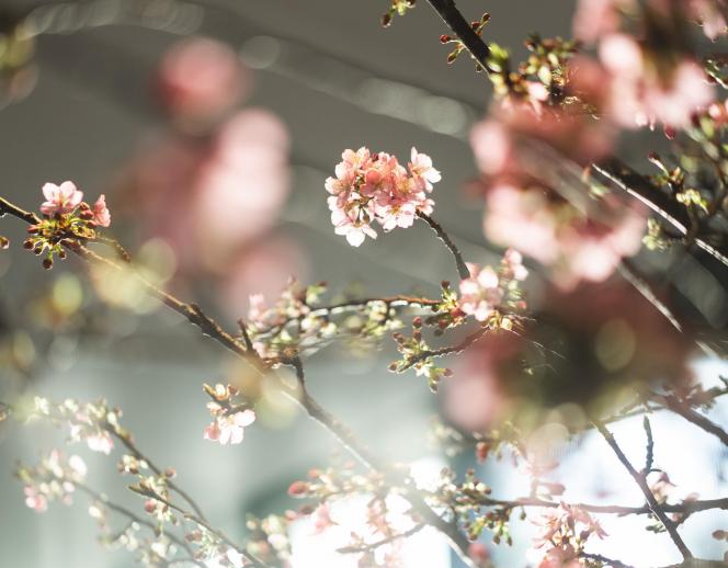 IWAI OMOTESANDO ガーデン