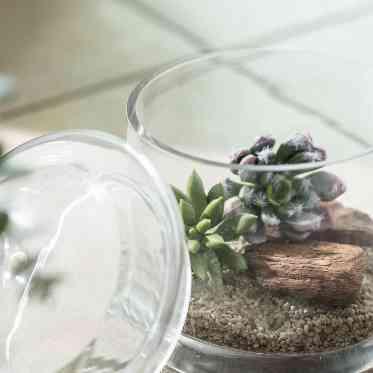 【テラリウムセレモニー】
人前式で人気の演出!手元に残せる特別な記念品に