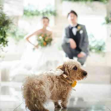 ザ クラシカ ベイリゾート 【リングドッグ】愛犬が指輪を運ぶ演出。チャペルは勿論、披露宴会場も一緒に過ごせる