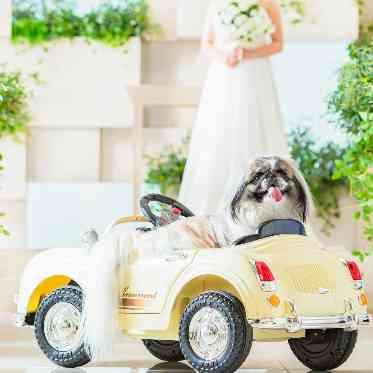 ザ クラシカ ベイリゾート おふたりと一緒に、愛犬・ペットもラジコンカーに乗ってご入場♪