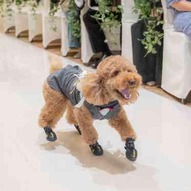 ザ クラシカ ベイリゾート おふたりの元に指輪を届ける健気な姿に、ゲストも感動!