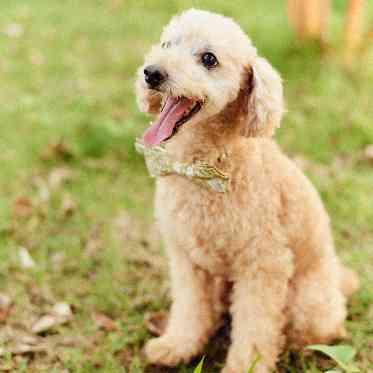 LA POLTO(ラ ポルト) もちろん家族同然のペットも参加OK