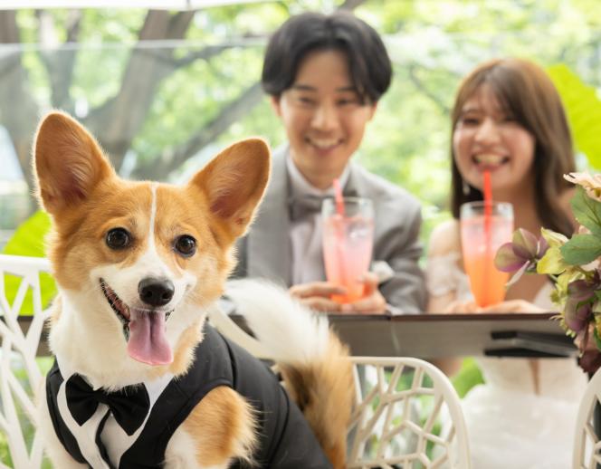 ザ ストリングス表参道 ドレス・衣装