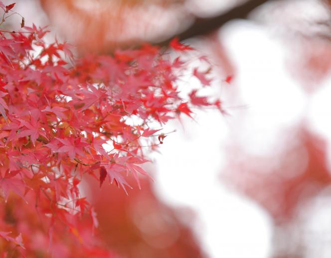 ATOLL TERRASSE 鴨川(アトール テラス カモガワ)●BRASSグループ 外観