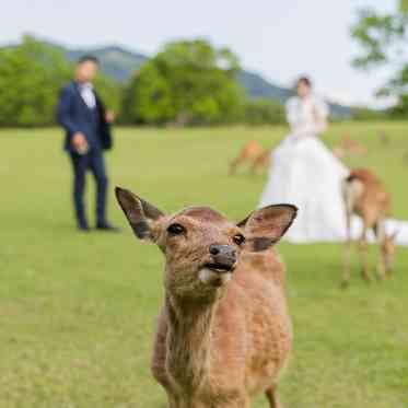 JWマリオット・ホテル奈良 鹿さん