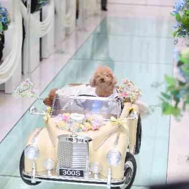 POPCORN KOBE (ポップコーン神戸) リングカーに乗って大好きなペットが指輪をお届け