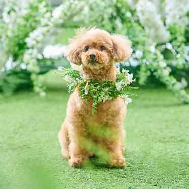 星ヶ丘迎賓館 アートグレイスクラブ わんちゃんと一緒に過ごすこともOK