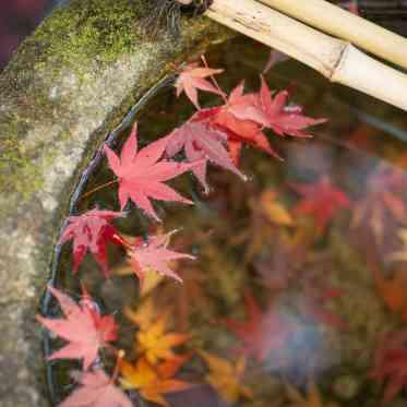 料亭 か茂免 四季の移ろいを贅沢に感じられます。