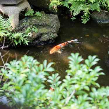 料亭 か茂免 約110年の歴史がある日本建築。大正時代にタイムスリップしたかのよう。