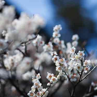 料亭 か茂免 梅や桜を始め、季節のお花が庭園を彩ります。