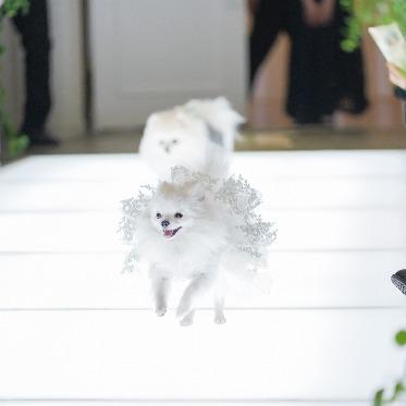 AILE d’ANGE garden(エル・ダンジュ ガーデン) 憧れのリングドックも叶う