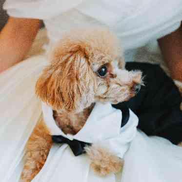 AILE d’ANGE NAGOYA(エル・ダンジュ ナゴヤ) 大切な愛犬も挙式から披露宴まで丸一日一緒に過ごせる