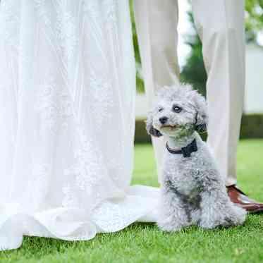 SUD RESTAURANT TERAKOYA/テイクアンドギヴ・ニーズウェディング ペットもリラックスできるプライベート空間
