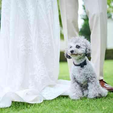 アーモニー アグレアーブル（旧マノワール・ディノ）/テイクアンドギヴ・ニーズウェディング ペットもリラックスできるプライベート空間
