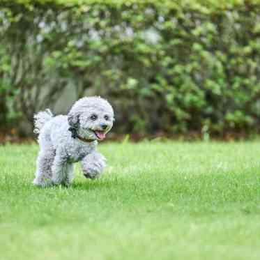 TERAKOYA/テイクアンドギヴ・ニーズウェディング ペットもリラックスできるプライベート空間