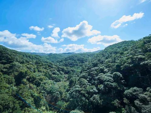太陽が彩る自然の教会/アールイズ・ウエディング ガーデン