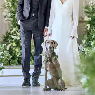 TRUNK BY SHOTO GALLERY/テイクアンドギヴ・ニーズウェディング ペットウエディング