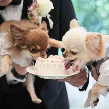 アーカンジェル代官山/テイクアンドギヴ・ニーズウェディング 隣接ガーデンではペットとも一緒に過ごせる