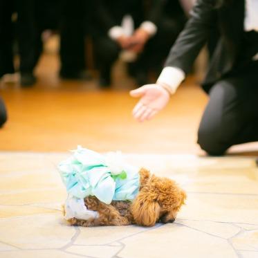 アーカンジェル代官山/テイクアンドギヴ・ニーズウェディング ペットと一緒に演出も楽しめる